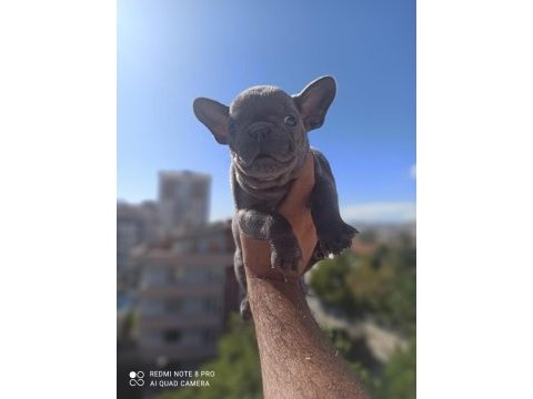 French bulldog