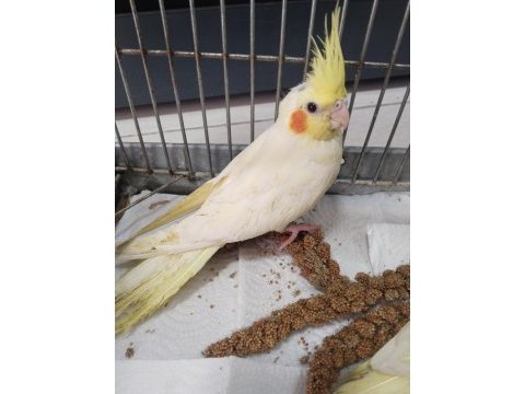 Yeni yeme düşmüş ele alışık ısırma bilmez bebek kuşlar