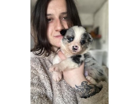 Border collie yavrularımız eğitim merkezimizden