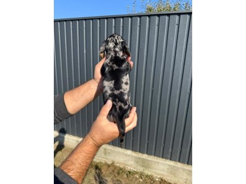 Orjinal rabit dachshund yavrumuz