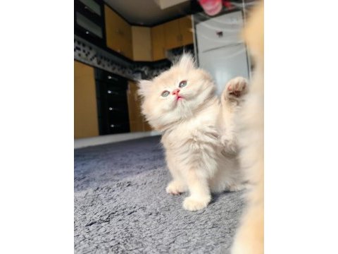 Full şecereli dişi yavru british longhair