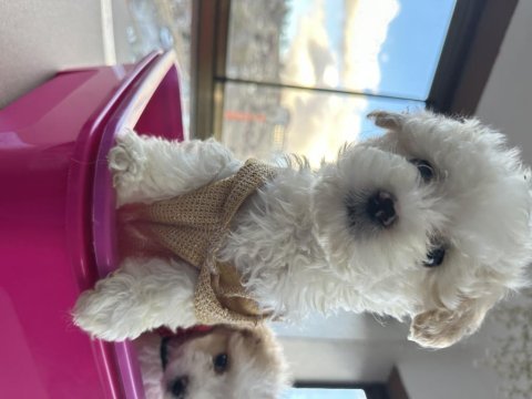 Kıvır kıvır maltipoo bebekler