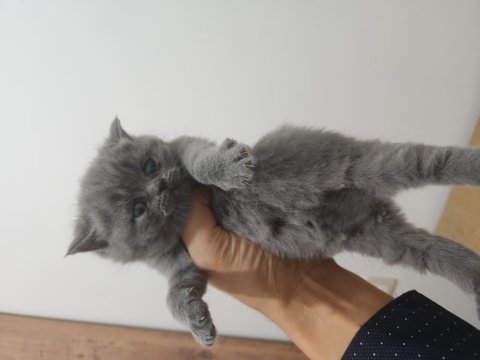 Enfes güzellikte british shorthair yavrular