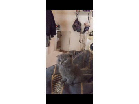 Scottish fold son kalan erkek