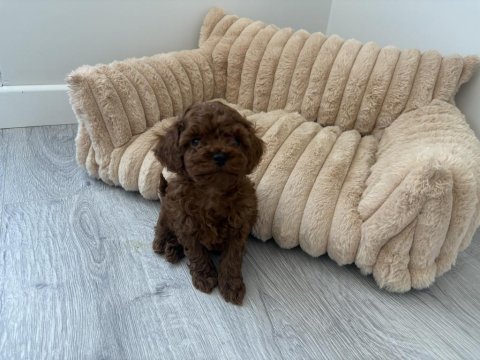 2 aylık dişi erkek poodle yavrular