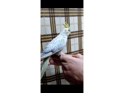 Emerald üst mutasyon yavru evcil