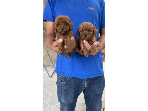 A kalite koyu renk toy poodle yavrular