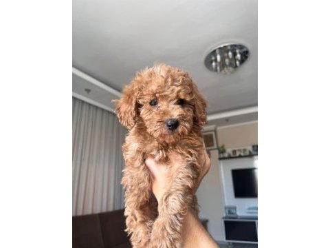 Güzel toy poodle yavrularımız yeni yuvasını arıyor