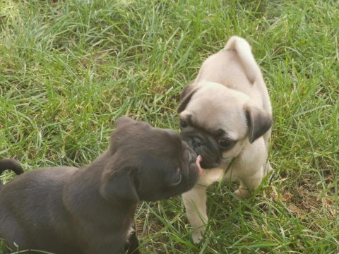 Pug yavrularımız