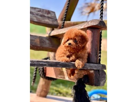 Eğitilebilir toy poodle yavruları ile evinize neşe katın