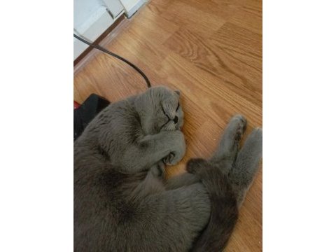 Bir buçuk yaşında mükemmel bir anne scottish fold