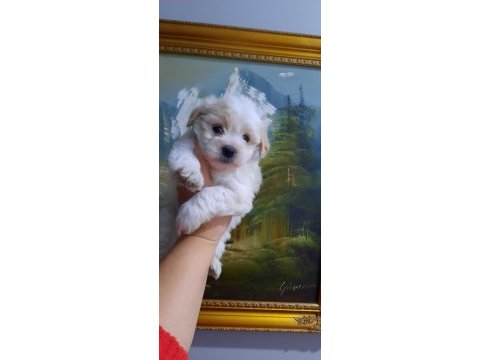 Bebeks maltese terrier