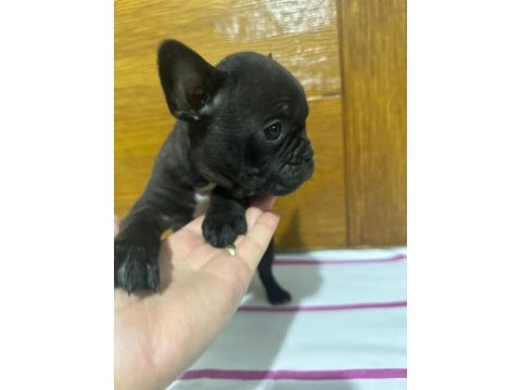 French bulldog yavrularımız tekrardan sizlerle