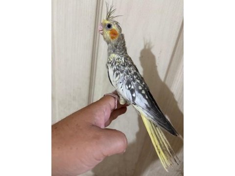 47 günlük kusursuz bebek sultan papağanı