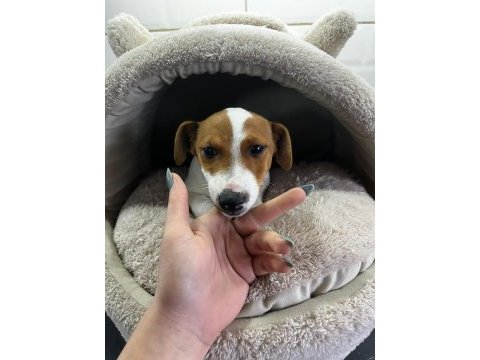 Sevecen ve enerjik jack russell yavrularım