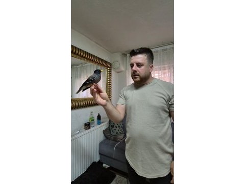Ful evcil üst düzey konuşan mayna