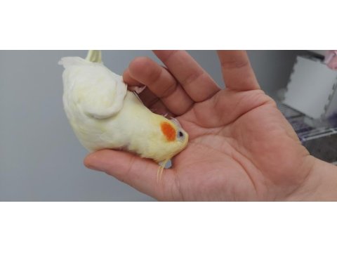 Safkan kırmızı göz lutino albino sultan papağanı