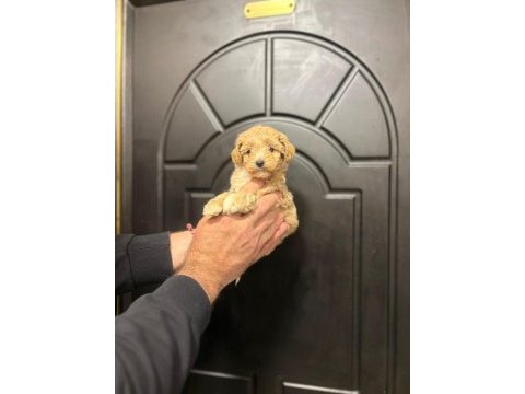 Dişi ve erkek poodle yavrularımız mevcuttur