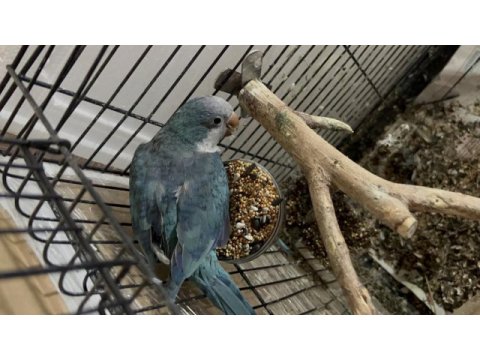 Monk papağanı maviş