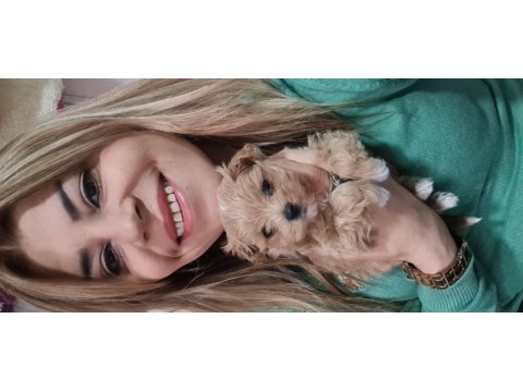 Maltipoo yavrumuz