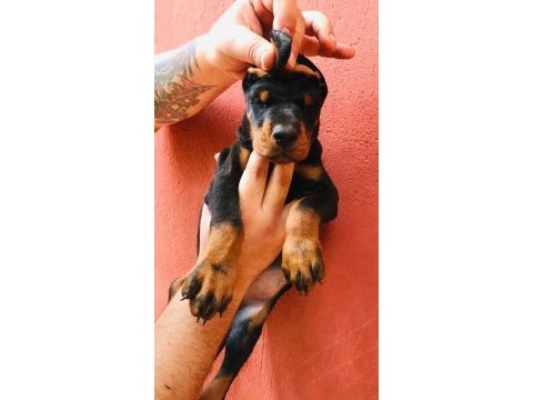 A secereli dobermanlar