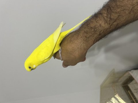Çok alışkın konuşan elden omuzdan inmez muhabbet kuşumuz