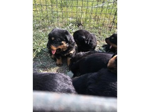 Üst sekmen rottweiler dişi erkek yavrular