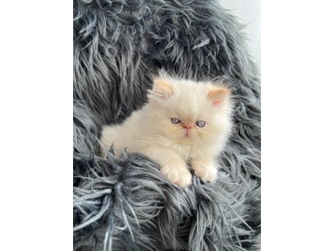 Safkan orjinal mavi gözlü iran kedisi bebekleri