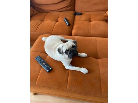 Linda 1.5 yaşında pug köpeği