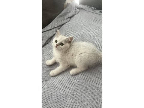 British shorthair yavru