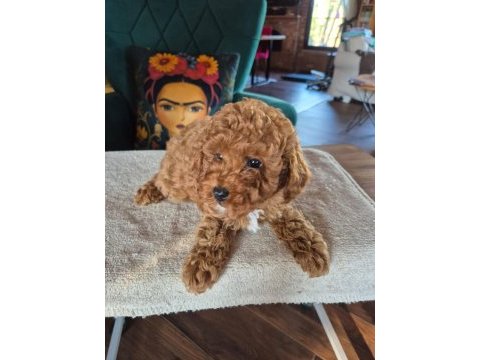 2 aylık safkan toy poodle bebeğimiz