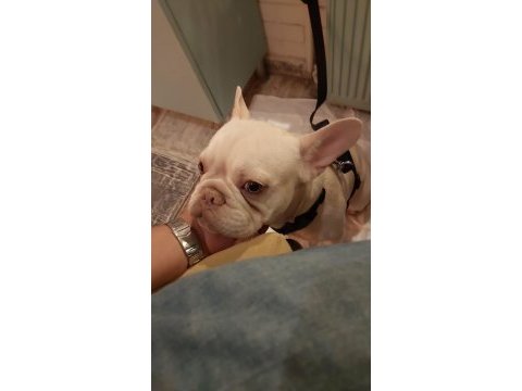 1 yaşında secereli gen testi var french bulldog