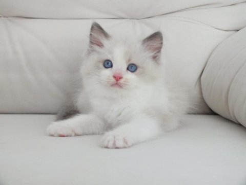 Full şecereli ragdoll yavruları