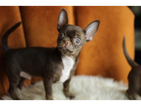 Chocolate chihuahua yavrusu
