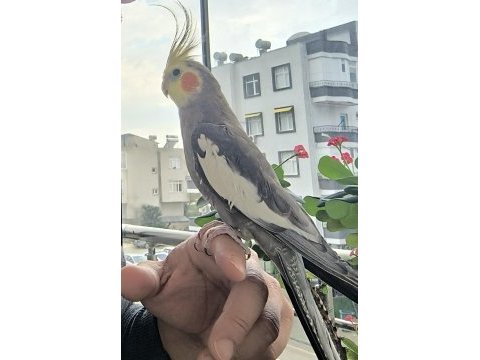 Ele alışkın konuşan sultan papağanı