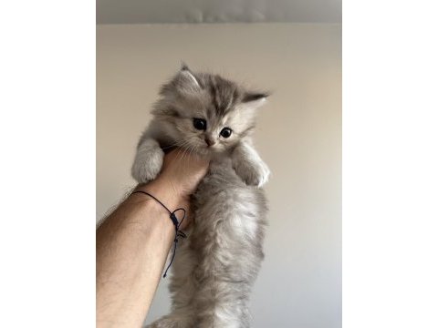 Show class british longhair bebecik