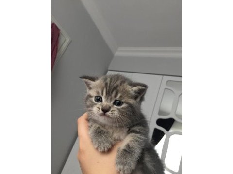 Sevgi arsızı minik scottish fold yavrularımıza yuva arıyoruz