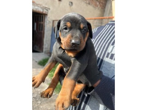 Safkan doberman yavruları