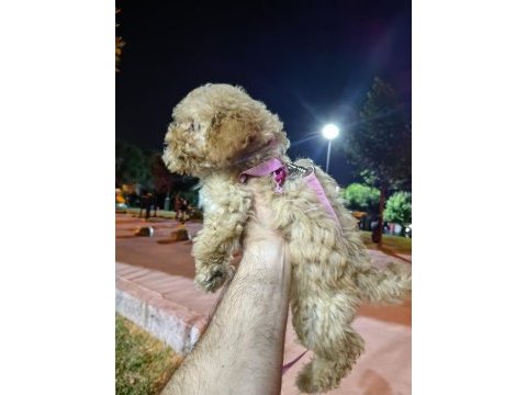 Akıllı bir kız çocuğu poodle