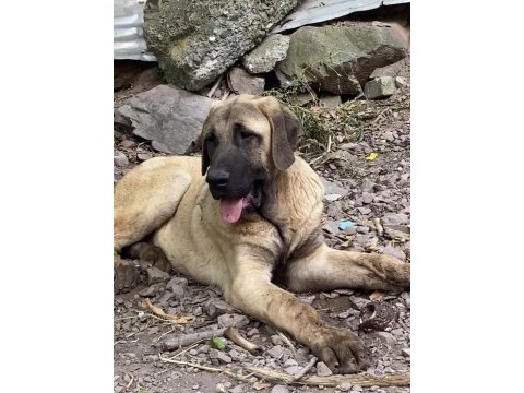 Köpeğimizi sahiplendiriyoruz