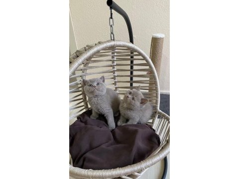 Irk garantili british shorthair bebeklerimiz