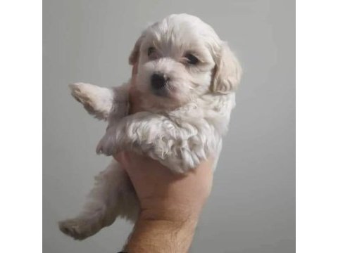 Terrier maltese köpeğimiz
