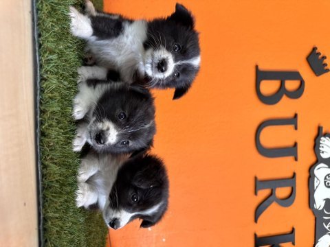 En güzel haliyle border collie