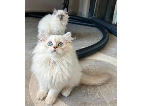 Mavi gözlerin en zarif hali british longhair