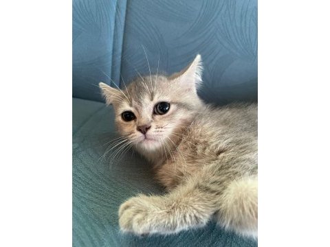 British shorthair golden