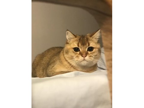 British shorthair golden