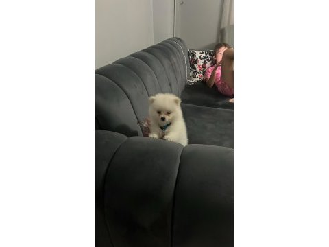 Aşılı bakımlı spitz yavru