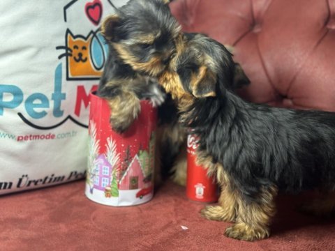 Anti allerjik çok özel tea cup yorkshire terrier ler