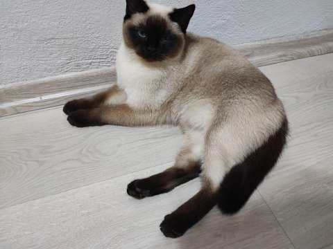 Siyam cinsi dişi kedimiz