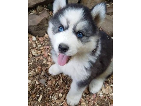 Efsane mavi gözlü husky yavrular